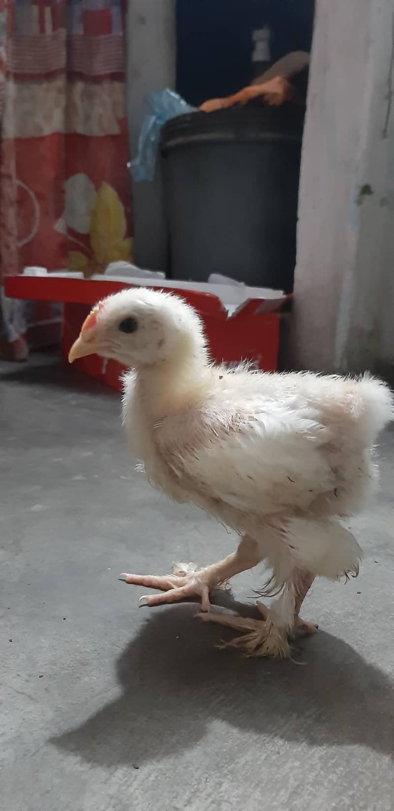 White Buff Chicks 2