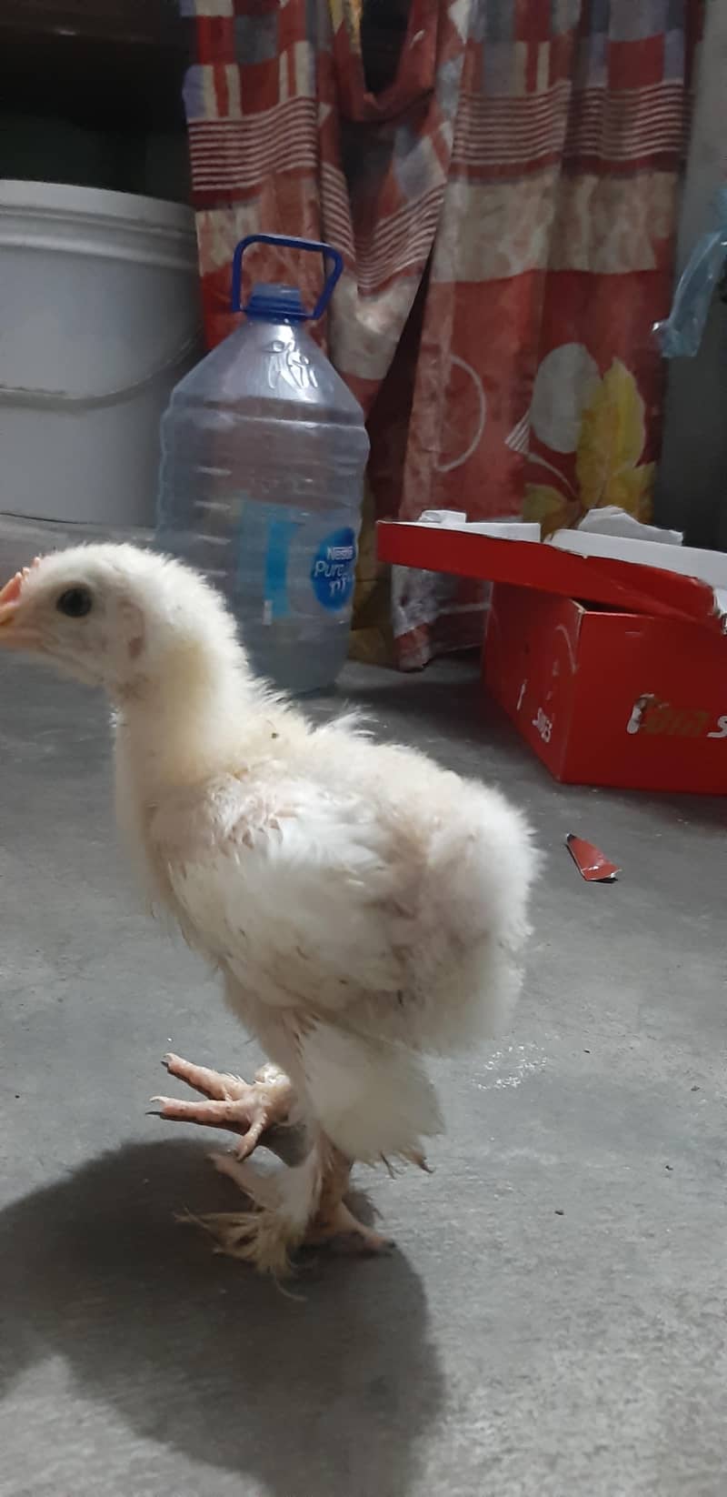White Buff Chicks 3