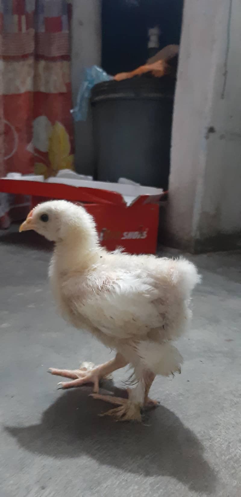 White Buff Chicks 4