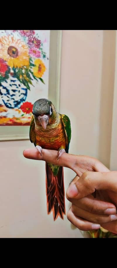 small conures / sun conure/ cockatiel/big parrot talking
