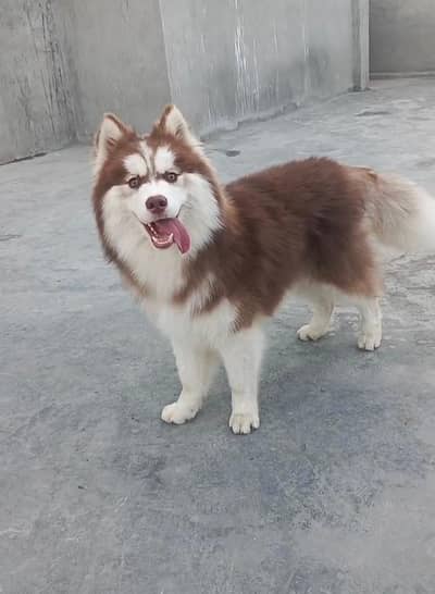 syberian Husky wooly coat pedigree