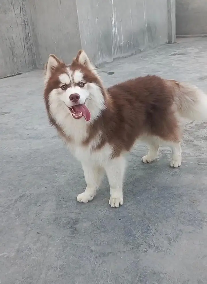 syberian Husky wooly coat pedigree