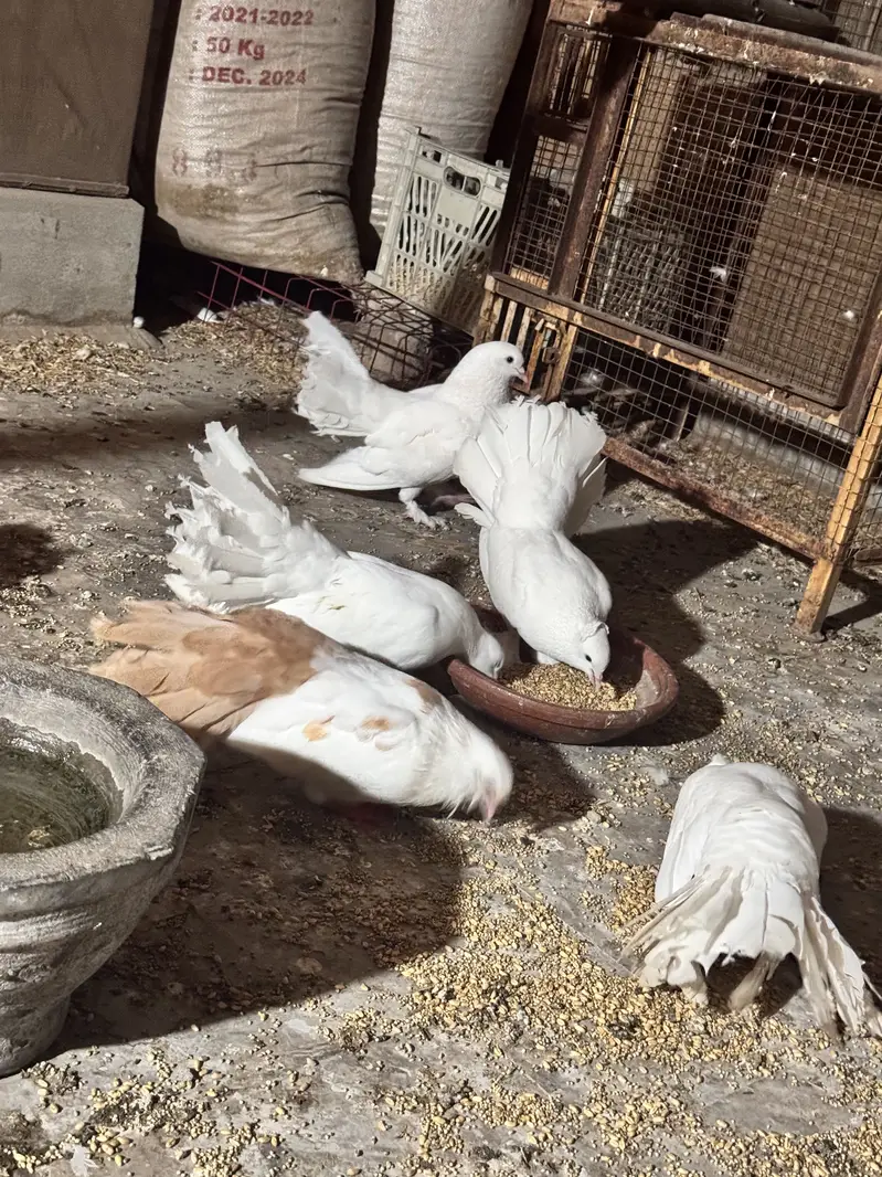 Laky Kabuter (Breeder Pairs)