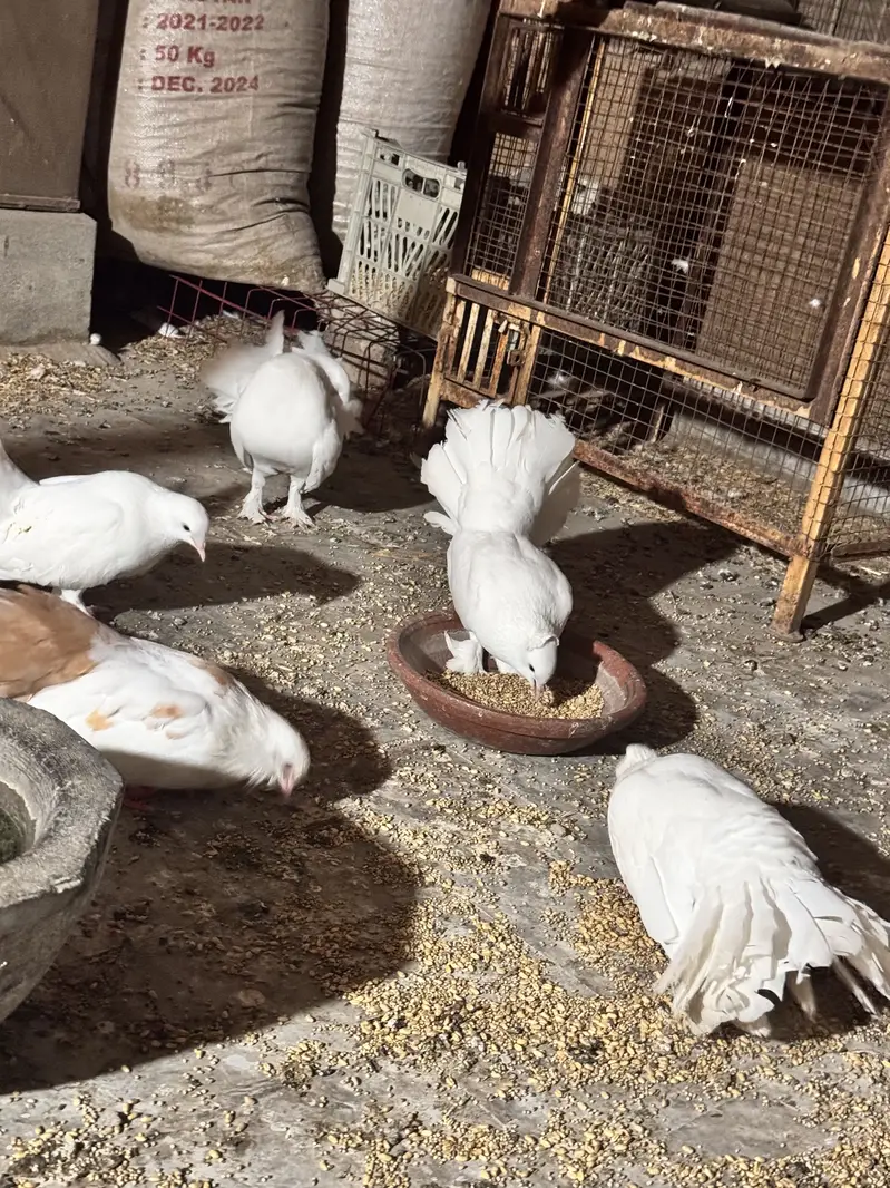 Laky Kabuter (Breeder Pairs) — photo 3