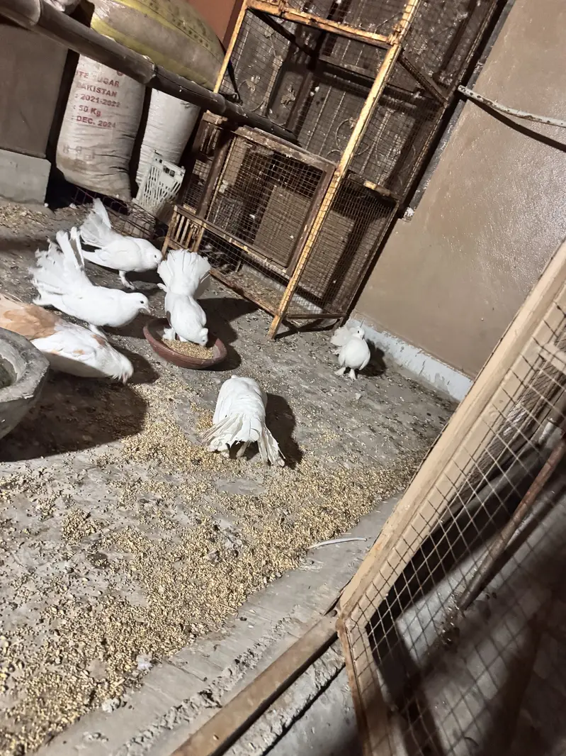 Laky Kabuter (Breeder Pairs) — photo 5