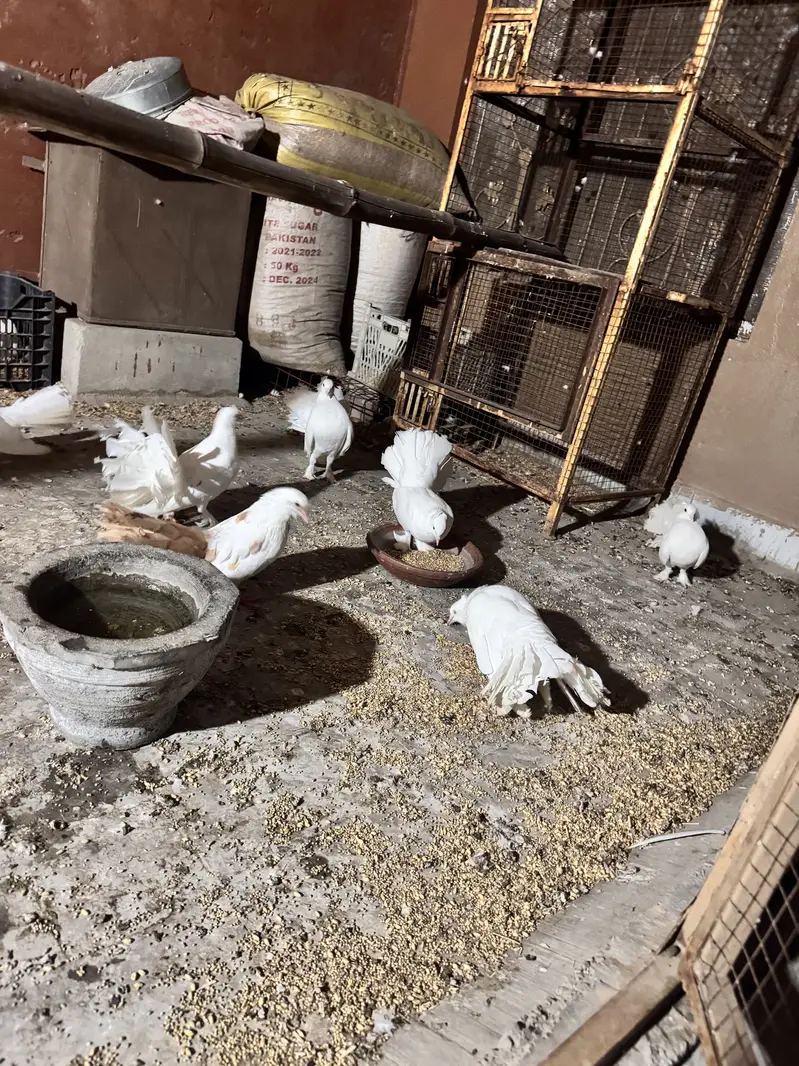 Laky Kabuter (Breeder Pairs) — photo 6