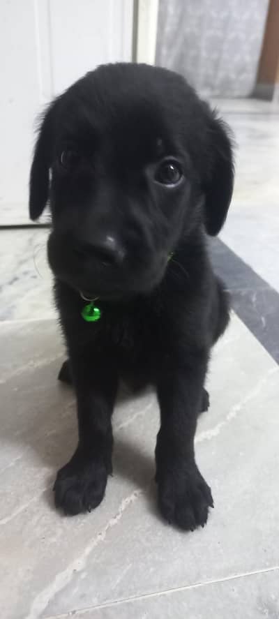 I want to sell puppy