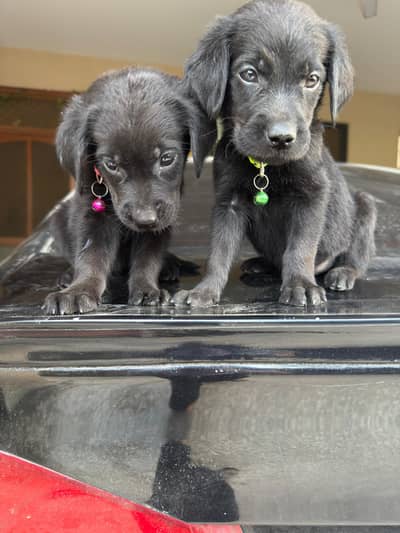 I want to sell puppy