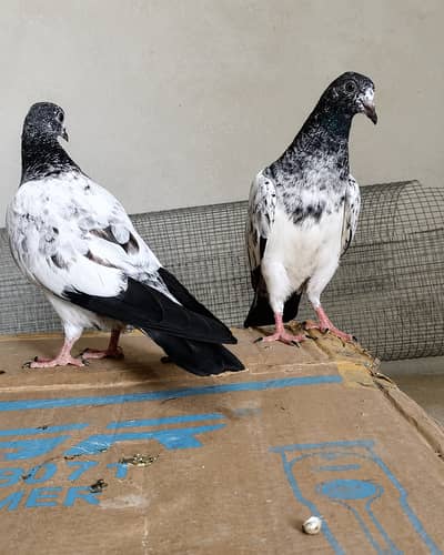 Teddy and Sialkoti bachy for sale