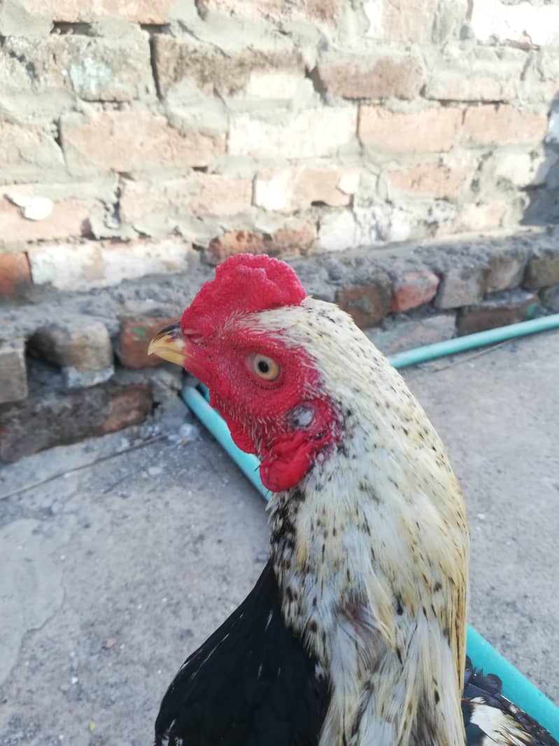 murga 1