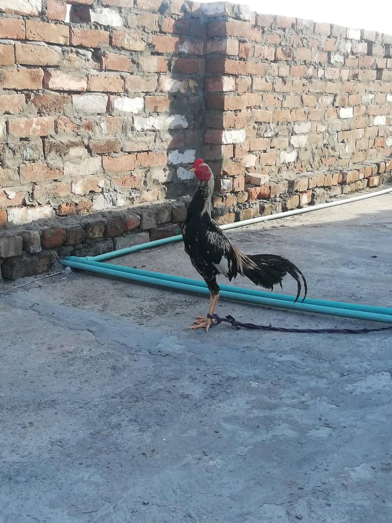 murga 2
