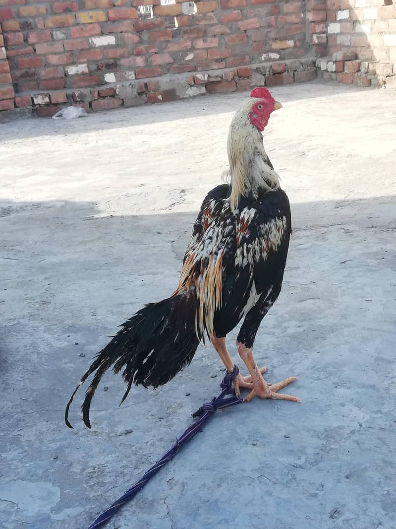 murga 4