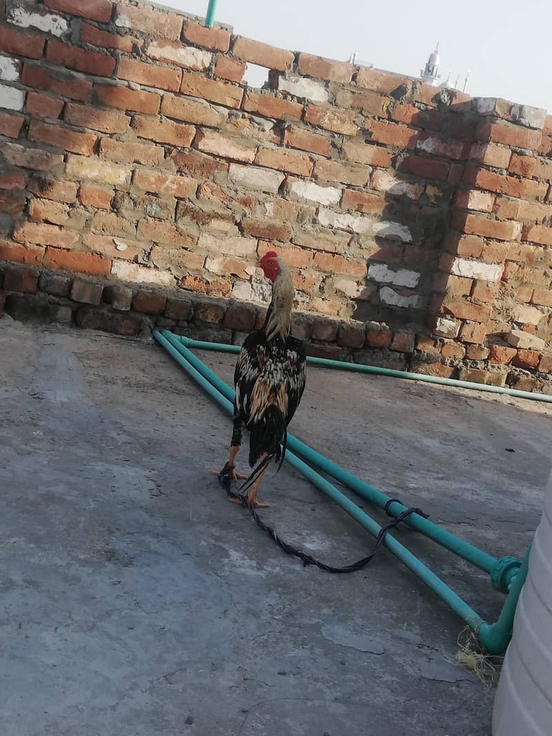 murga 6