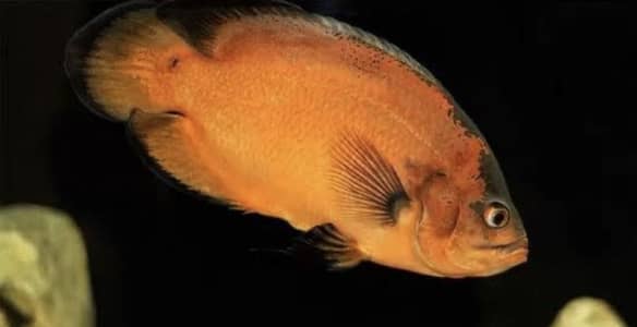 copper oscar and tiger oscar giant size for sale…. .