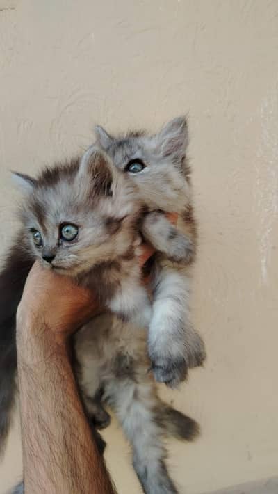 Persian triple coat