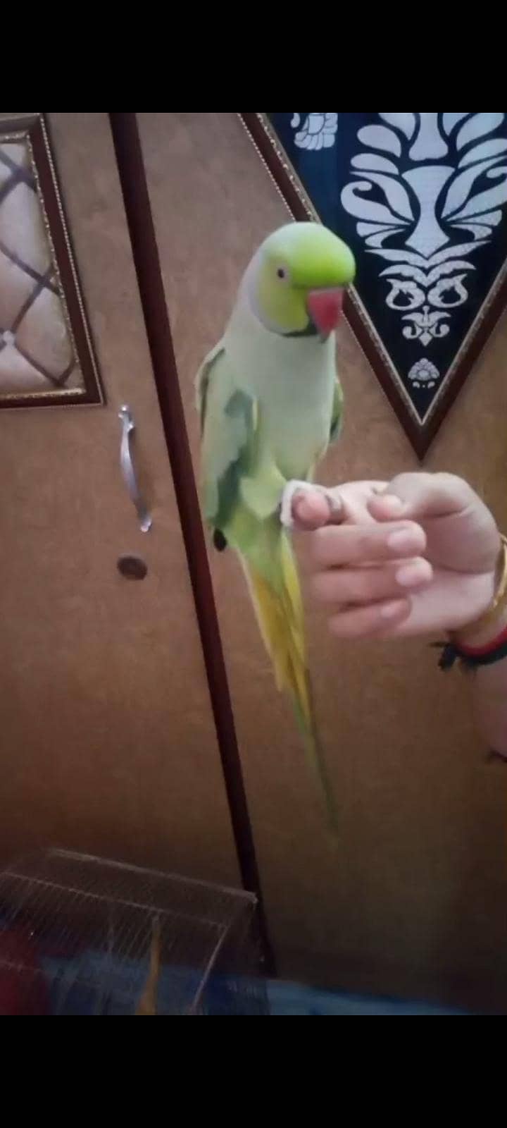 ringnak 0