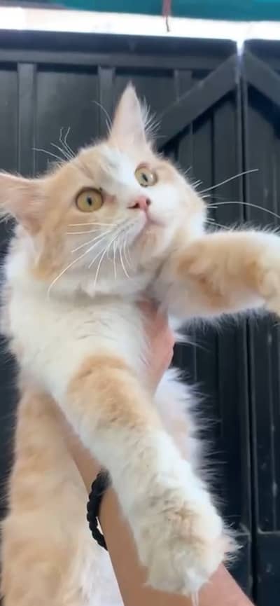 Persian breeder female for sale