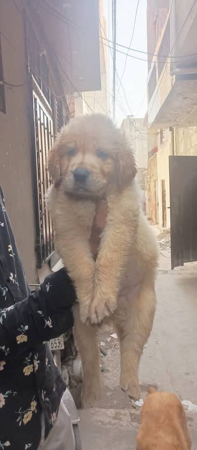 Top quality golden retriever puppies for sale