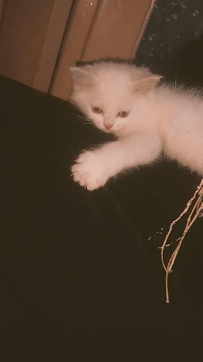 Persian kittens