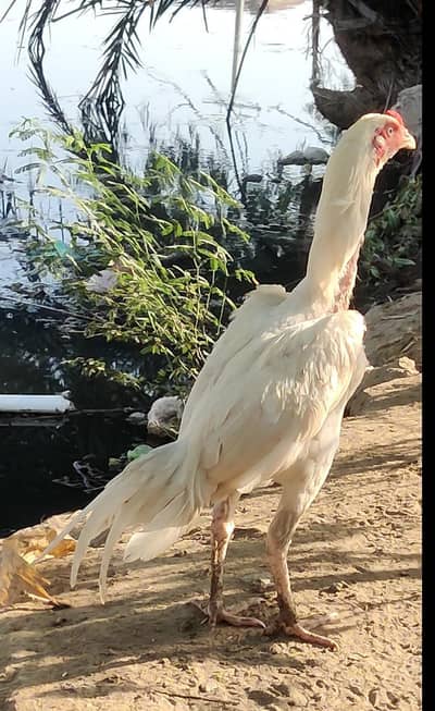 Paper white heera, white eyes, nook or nali ma