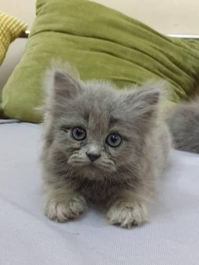 4 male Persian kittens