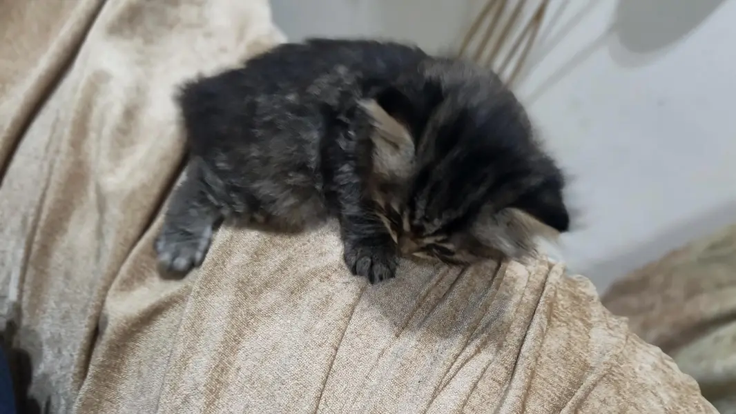 Persian cat