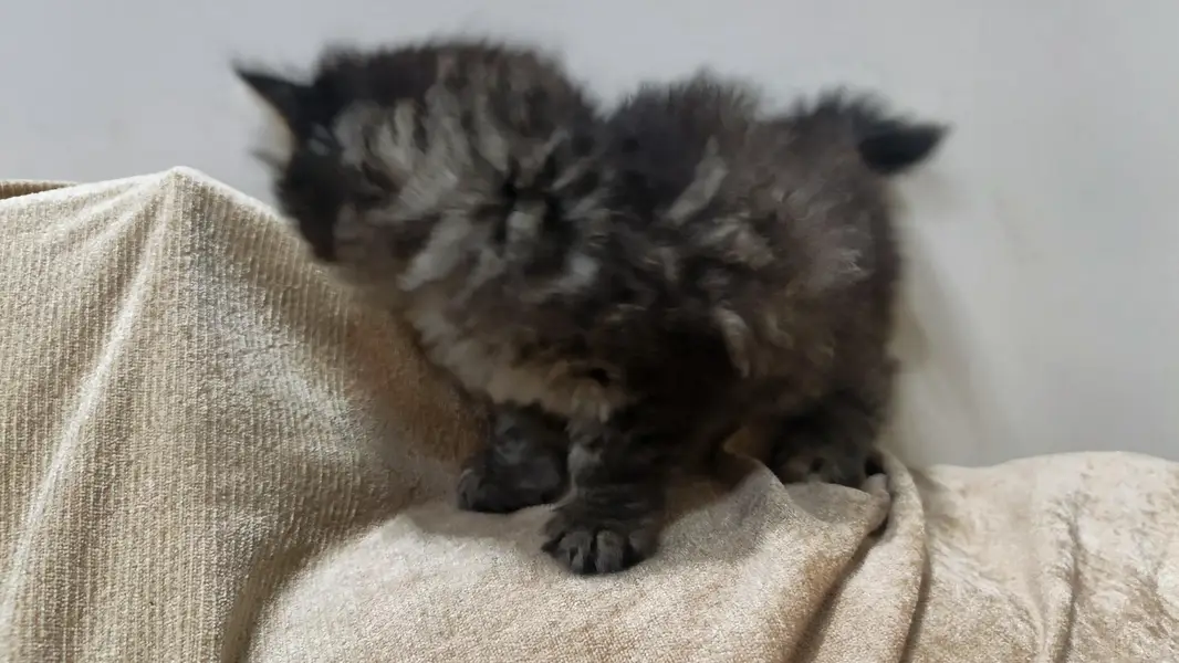 Persian cat — photo 2