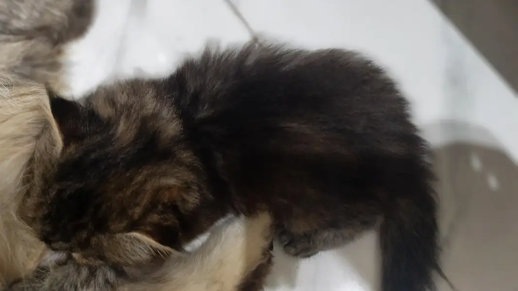 Persian cat — photo 3