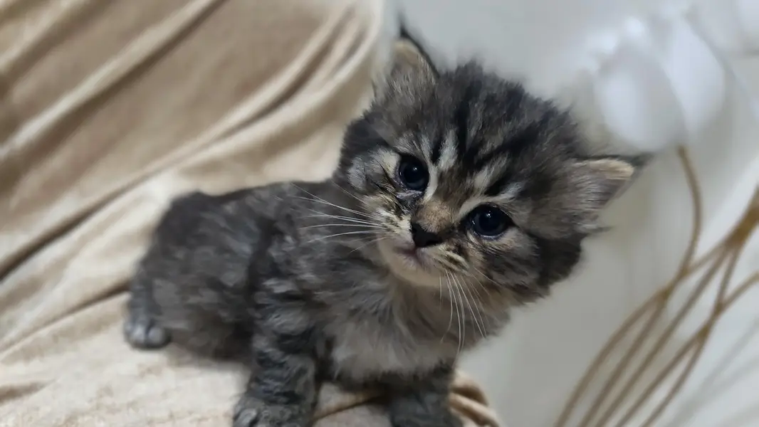 Persian cat — photo 4