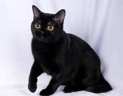 American rara cat bomby cat