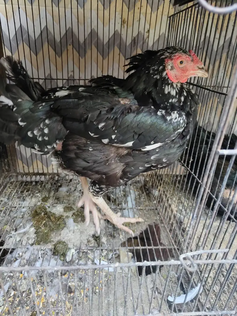 Pakistani Aseel Male With 2 Egg Laying Females — photo 4