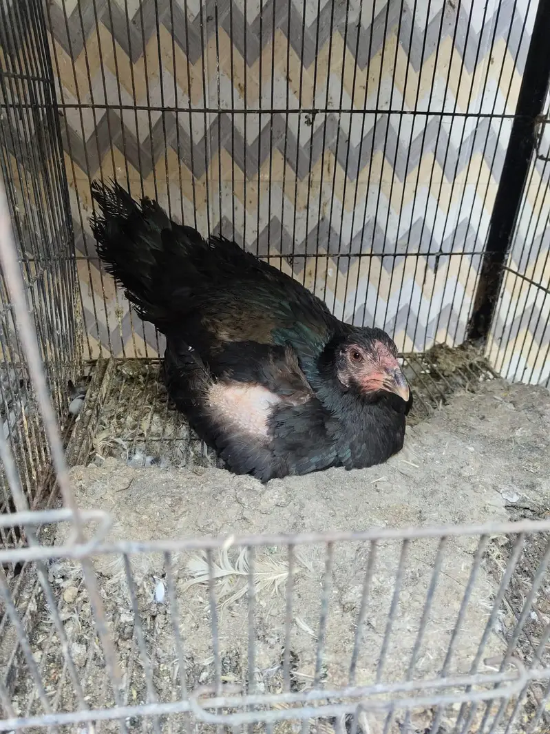 Pakistani Aseel Male With 2 Egg Laying Females — photo 5