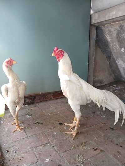OH Shamo/ WHITE SHAMO/KING SIZE/BREEDER SHAMO/SHAMO ASEEL