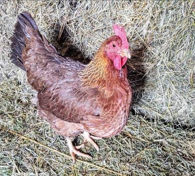 very good hen