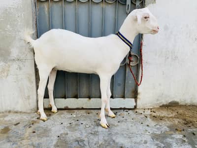 Gulabi Teddy Female