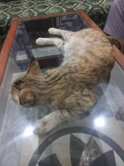 Home Cats pair