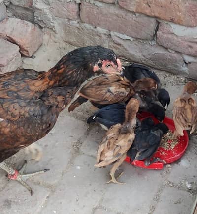 Pure aseel chicks for sale