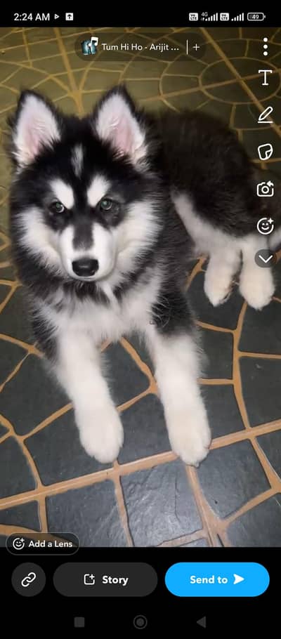 Alaskan husky dog