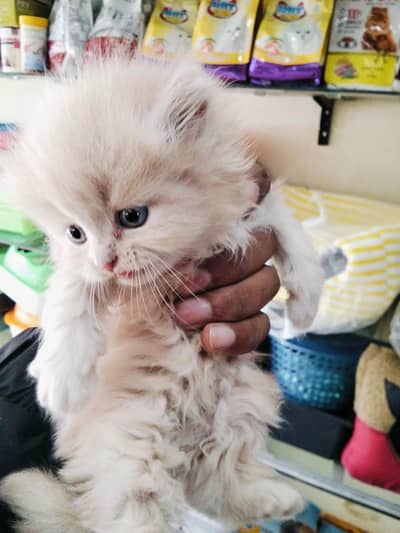 Persian kitten