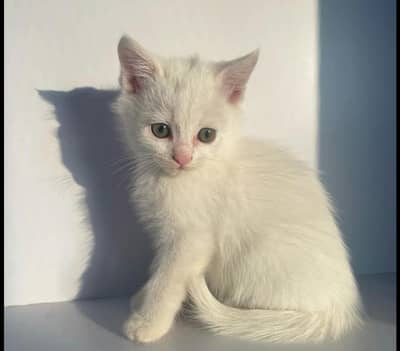 Persian cat