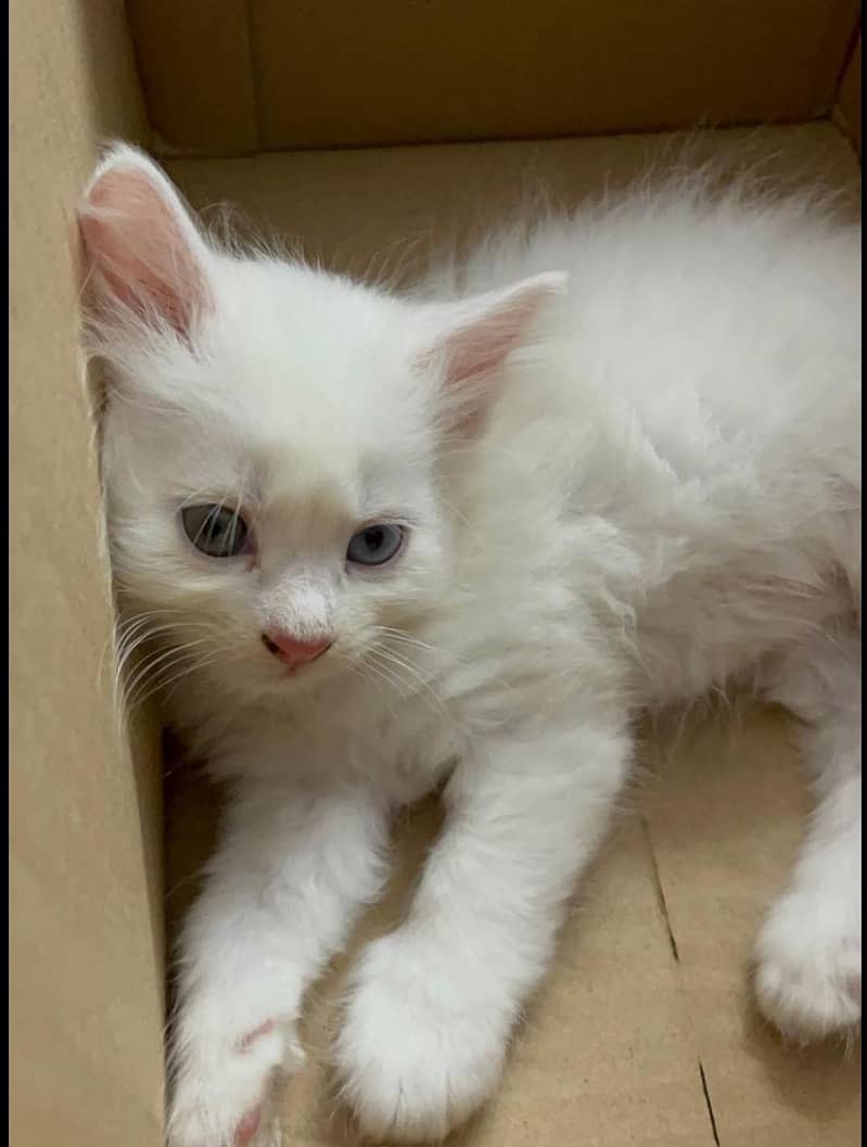 Persian cat 1
