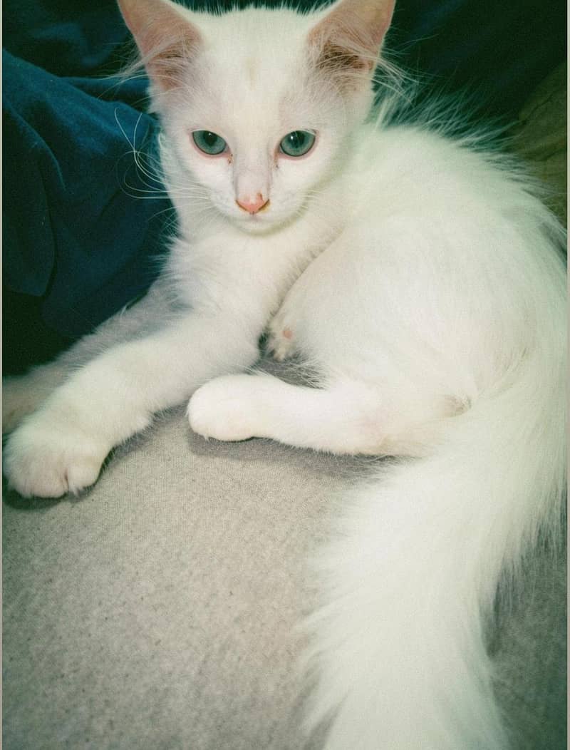 Persian cat 2