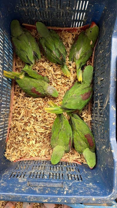 pahari chicks or colour ring back available
