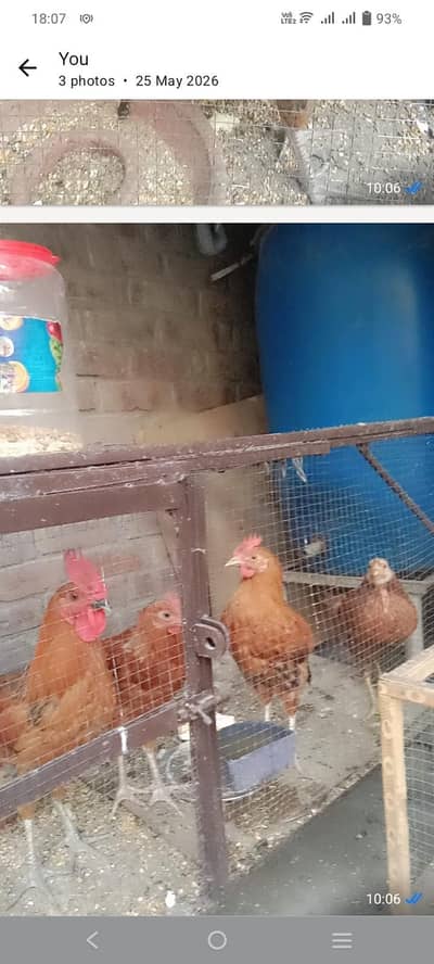 Hens pairs