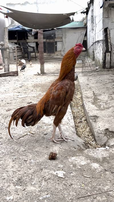 peela patha aur breeder Madi