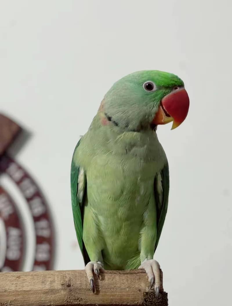 handtam 1