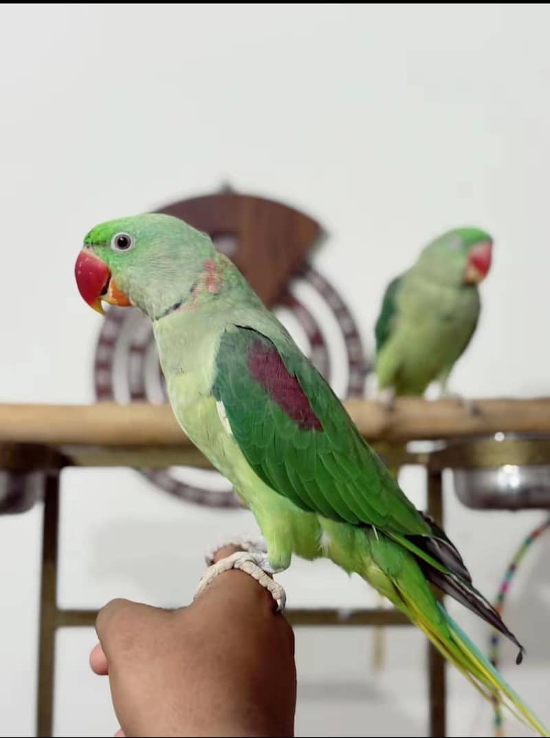 handtam 2