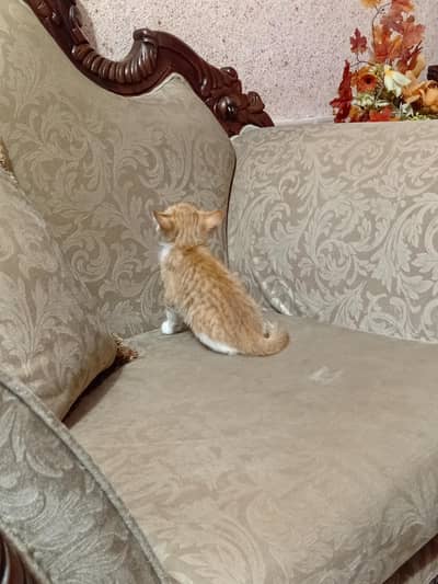 4 Home Kittens up for adoption. 2 Pairs of Cats