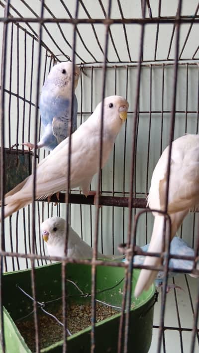 Australian piar