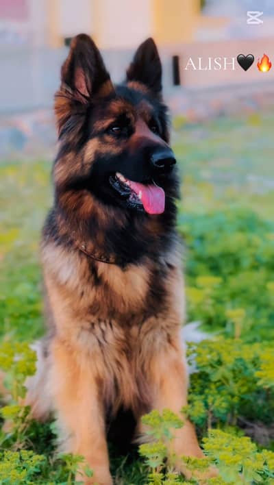 German shepherd female